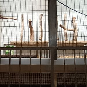 North Chinese Leopard indoor Enclosure