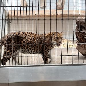 North Chinese Leopard