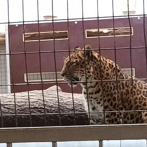 North Chinese Leopard