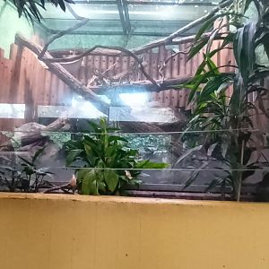 Three banded Armadillo and southern Tamandua Enclosure
