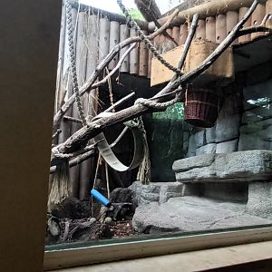 Geoffroys Cat Enclosure