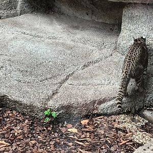 Geoffroys Cat