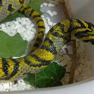 Mandarin ratsnake - Euprepiophis mandarinus