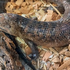 Halmahera sheen-skink - Eugongylus mentovarius - female