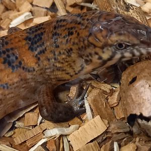 Halmahera sheen-skink - Eugongylus mentovarius - male