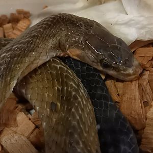 Black-copper ratsnake - Coelognathus flavolineatus