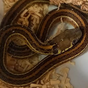 Thamnophis eques diluvialis
