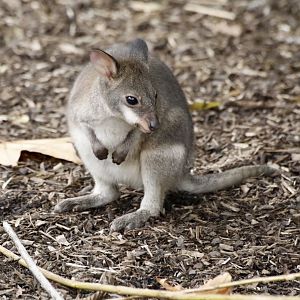 Pademelon Joey