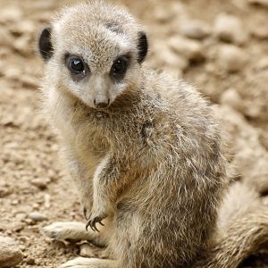 Meerkat Pup
