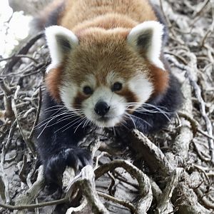 Red Panda Koda