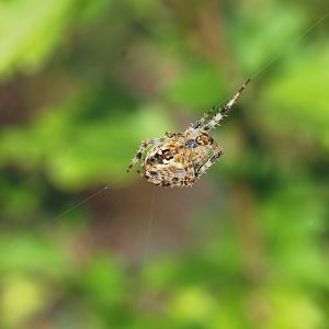 European garden spider (Araneus diadematus), 2022-09-12