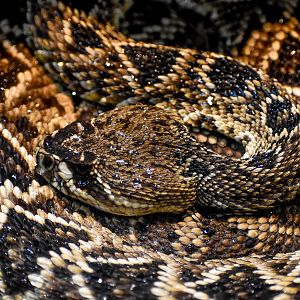 Eastern Diamondback Rattlensnake