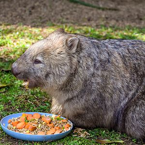 Common Wombat