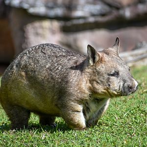 Southern Hairy-nosed Wombat