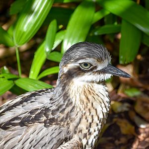 Bush Stone-Curlew