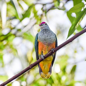 Rose-crowned Fruit-Dove