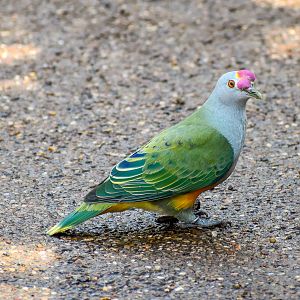 Rose-crowned Fruit-Dove
