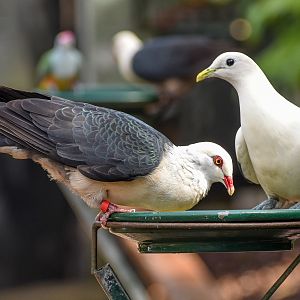 White-headed Pigeon and Torresian Imperial-Pigeon