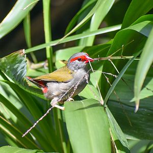 Red-browed Finch collecting nesting material