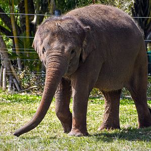 Sumatran Elephant