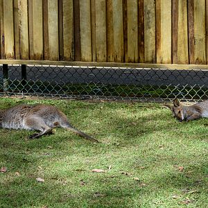 Both Subspecies of Red-necked Wallaby