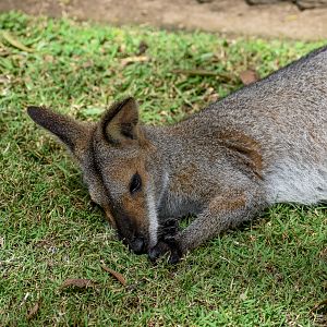Red-necked Wallaby, N. r. banksianus