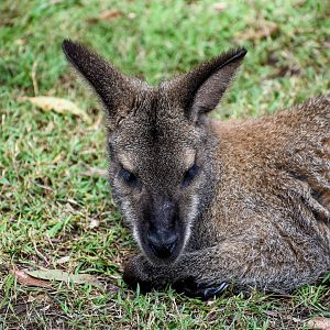 Bennett's wallaby, N. r. rufogriseus