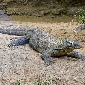Indah - Komodo Dragon