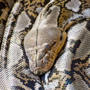 Reticulated Python