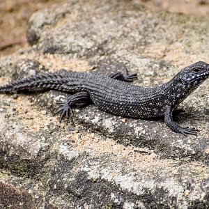 Cunningham's Skink