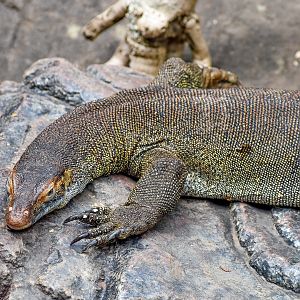 Merten's Water Monitor