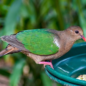 Pacific Emerald Dove