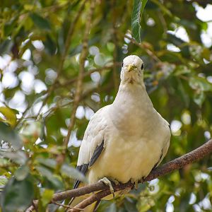 Torresian Imperial-Pigeon