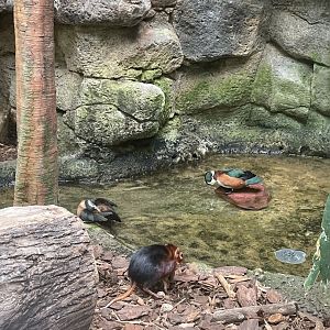 Elephant Shrew and Pygmy Geese