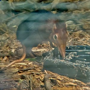 Black And Rufous Elephant Shrew