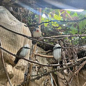 Asian Bird Exhibit