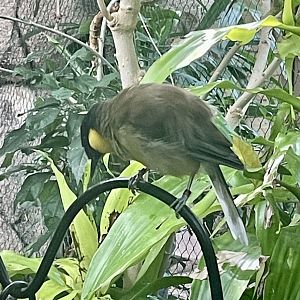 Blue-crowned Laughingthrush