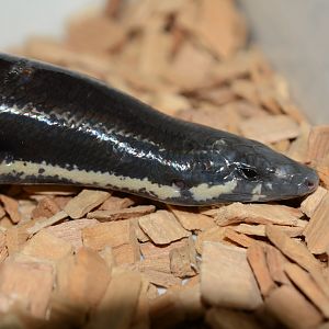 Muller's skink (Sphenomorphus muelleri)