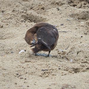 Female duck ID (pochard species?), Pairi Daiza, 2022-09-15