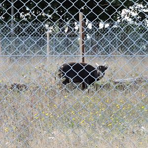 Lowland Anoa (best photo i could take)