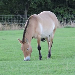 Przewalski's Horse