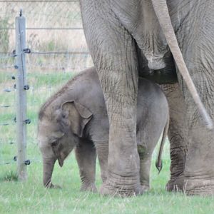 Baby Elephant