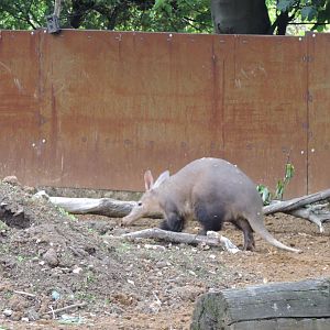 Aardvark