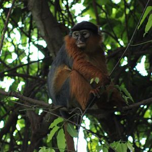 Western red colobus