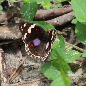 Dark blue pansy - Junonia oenone