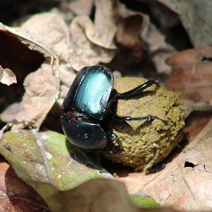 Dung beetle species