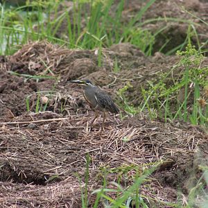 Striated heron