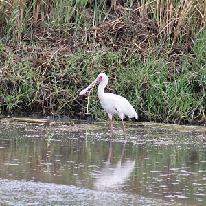 African spoonbill