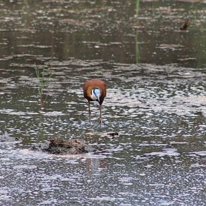 African jacana