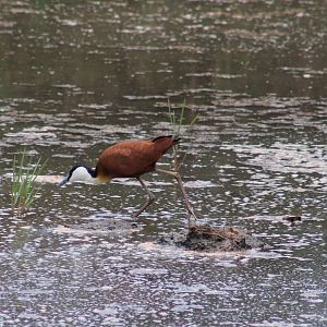 African jacana